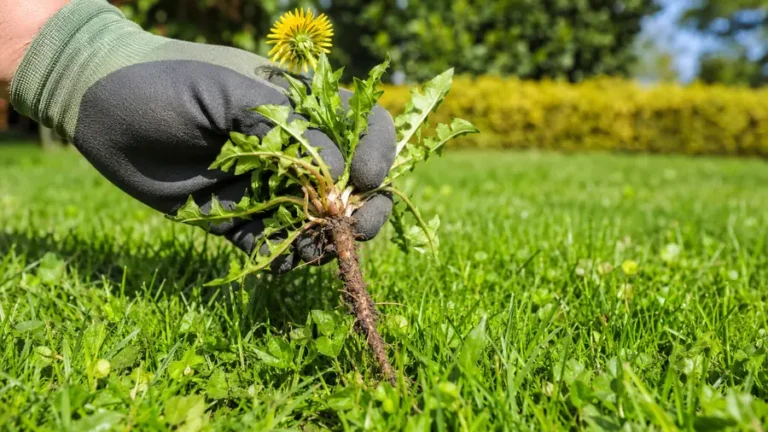 Jardinier retirant une mauvaise herbe dans pelouse avec sa racine au milieu d’un gazon vert et dense