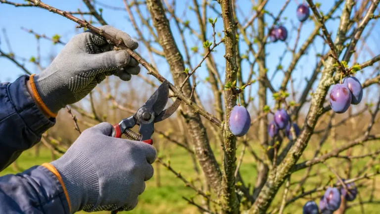 Taille du prunier avec un jardinier coupant délicatement une branche à l’aide d’un sécateur dans un verger ensoleillé